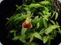 Epidendrum porpax